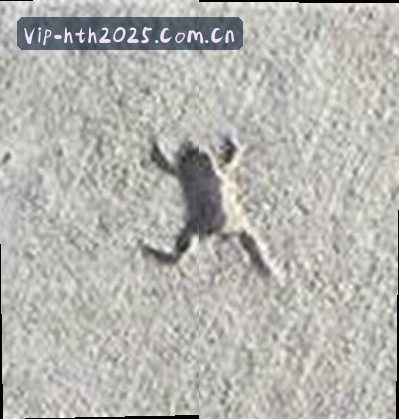 郑强